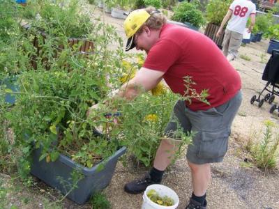 Tomates gigantesques | Giant tomatoes!